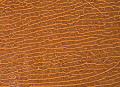 ≪タテゴトアザラシ≫