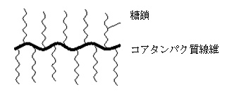 ≪プロテオグリカンの構造≫