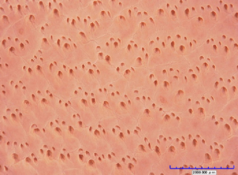 ≪馬革　表面≫