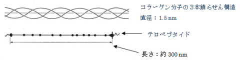 ≪コラーゲン分子≫