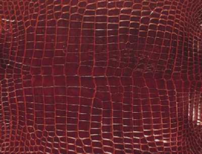 ≪シャムワニ≫