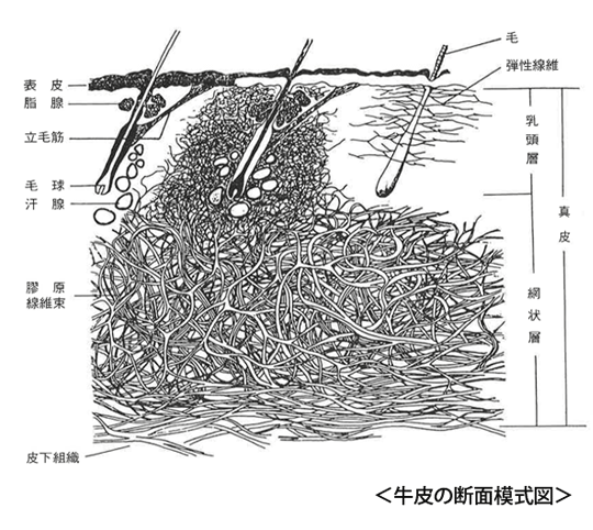 皮下組織--Subcutaneous tissue|みんなの皮革用語辞典